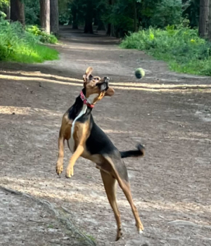 Best Action Shot