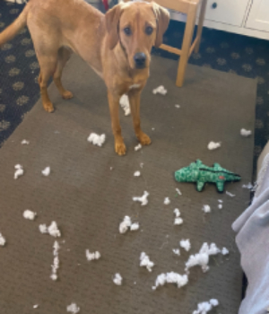 It Wasnt Me 