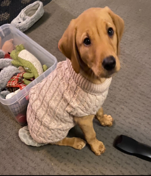 Pawsome Pups 
