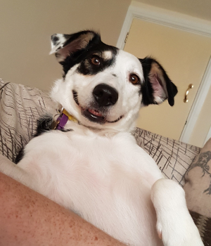 Smiley Dog