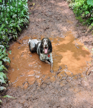 Soggy Dog