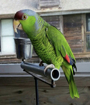 Cute Critters and Feathered Friends