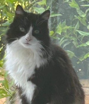 Fabulous Felines