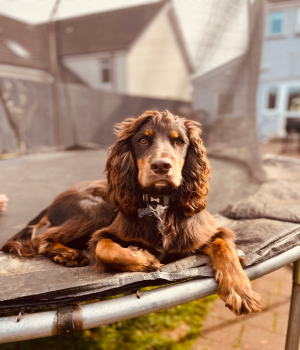 Handsome Hound