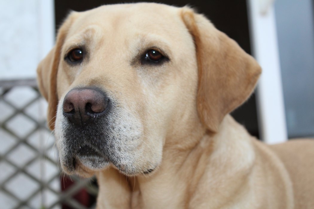Online Dog Show